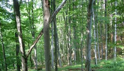 Rezervatia Naturala Padurea de fag de la Archisel Arad