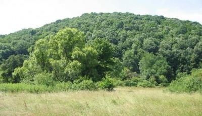 Rezervatia naturala Magura cu ghimpi de la Patars Arad