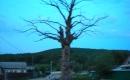 Stejarul din Bijghir