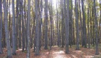 Rezervatia naturala Codrul secular Runc Bacau