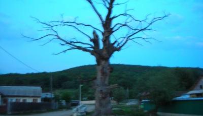 Stejarul din Bijghir Bacau
