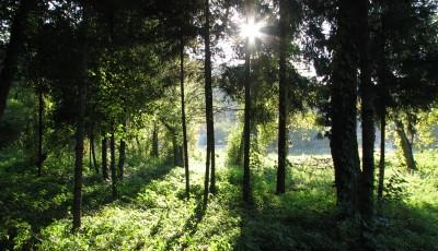 Parcul dendrologic Arcalia Bistrita-Nasaud