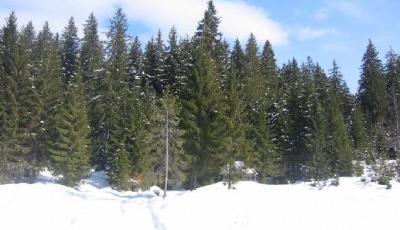 Rezervatia naturala Zavoaiele Borcutului Bistrita-Nasaud