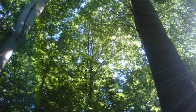 Rezervatia forestiera (tisa) Padurea Tudora Botosani
