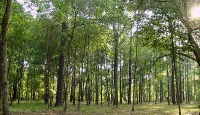 Rezervatia naturala Padurea Camnita Braila