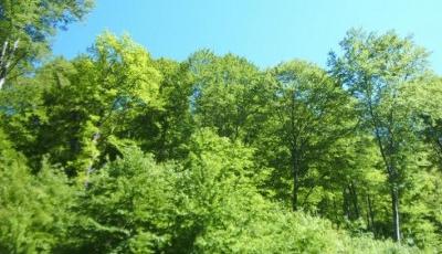 Rezervatia Naturala Padurea Bogatii Brasov