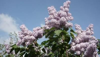 Rezervatia naturala Dealul cu lilieci Buzau