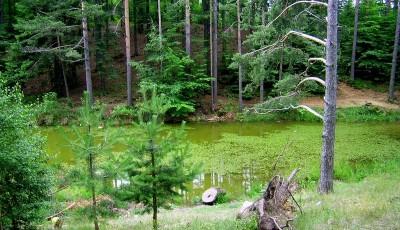 Rezervatia naturala Padurea Lacurile Buzau