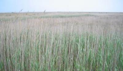 Rezervatia Naturala Grindul Lupilor Constanta