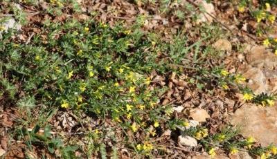 Rezervatia Naturala Padurea Dumbraveni Constanta