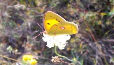 Rezervatia Naturala Padurea Fantanita Murfatlar Constanta