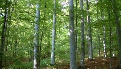 Rezervatia Naturala Padurea Hagieni Constanta