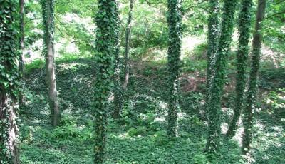 Gradina Botanica Alexandru Buia