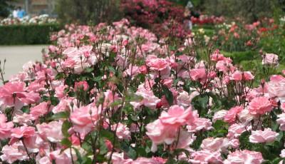 Gradina Botanica din Galati Galati