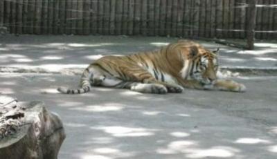 Gradina Zoologica din Padurea Garboavele Galati