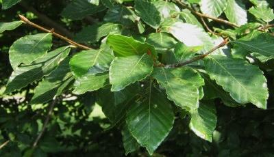 Rezervatia naturala Padurea Talasmani Galati