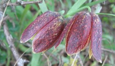 Rezervatia naturala Padurea Botorogi Gorj