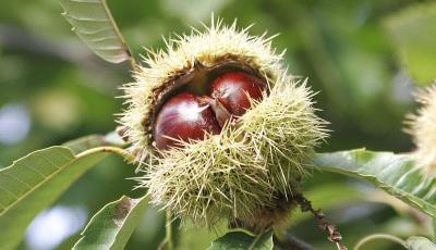 Rezervatia naturala Padurea Tismana Pocruia Gorj