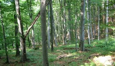 Rezervatia naturala Padurea de fag de la Macaria Gorj