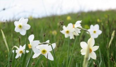 Rezervatia Naturala Poiana narciselor din Vlahita Harghita