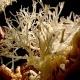 Pestera cu corali Hunedoara