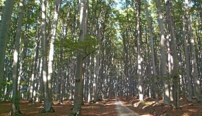 Rezervatia Naturala Padurea Homosu Iasi