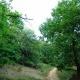 Rezervatia Arboretul de Castan Comestibil Maramures