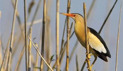 Rezervatia Naturala Balta Cehei Salaj