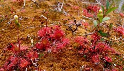 Rezervatia Naturala Mlastina Baile de la Iaz Salaj