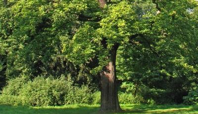 Rezervatia Naturala Padurea La castani Salaj