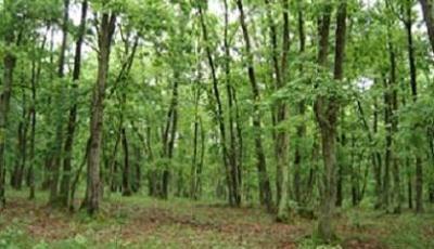 Rezervatia Naturala Padurea Lapis Salaj