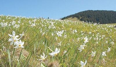 Rezervatia Naturala Poiana cu narcise din Racas Salaj