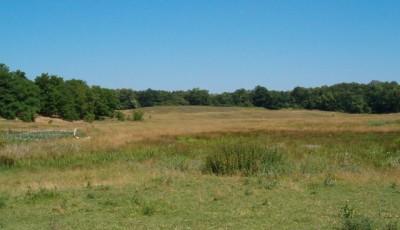 Rezervatia naturala Dunele de nisip de la Foieni Satu-Mare