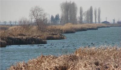 Rezervatia naturala Helesteele de la Moftinu Mic Satu-Mare