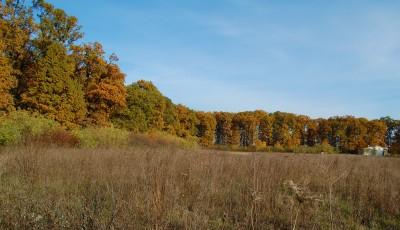 Rezervatia naturala Padurea Noroieni Satu-Mare