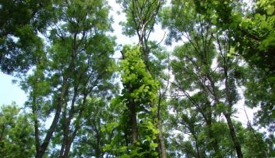 Rezervatia naturala Padurea de frasini Urziceni Satu-Mare