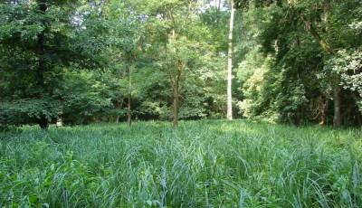 Rezervatia naturala Padurea de frasini Urziceni