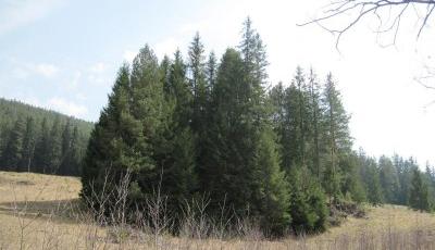 Rezervatia naturala Rachitisul Mare Suceava