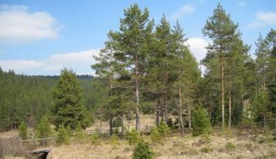 Rezervatia naturala Tinovul Gaina-Lucina Suceava