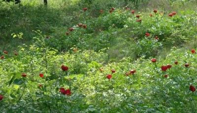 Rezervatia naturala Dealul Bujorului Tulcea