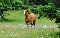 Ultima comoara naturala a Europei, caii salbatici din padurea Letea, direct la abator