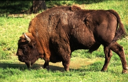 Bizoni a la Cluj? Romania va exporta bovine crescute printre turisti!