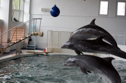 Atentie turisti: Delfinii de pe litoral ar putea fi purtatorii unor boli transmisibile