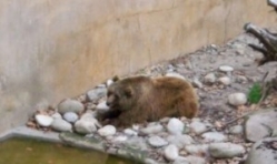 Un pui de urs de la un complex turistic a ajuns la reabilitare