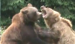 Bataie spectaculoasa intre ursii de la Zoo Brasov (VIDEO)