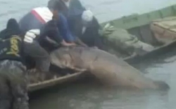 De cati pescari e nevoie sa transporti un morun de 200 kg? (VIDEO)