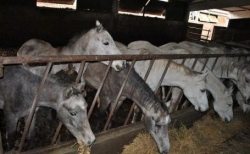 Caii gasiti in Fierbinti se intorc la afaceristul care i-a lasat sa moara