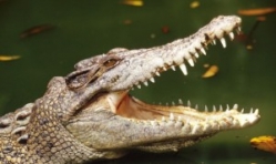 Un crocodil misterios baga frica in localnicii dintr-o comuna maramureseana!