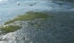 Record de alge in statiunea Mamaia si pe restul litoralului: 5.200 de tone doar in aceasta luna!