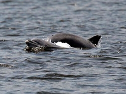 Inca doi delfini, gasiti morti in largul marii. Alti 15, salvati la timp